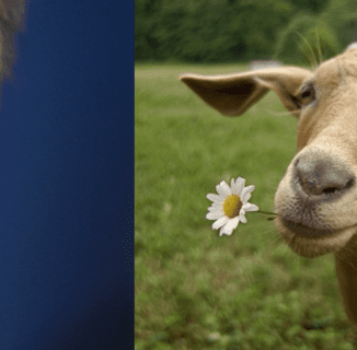 Conservatives Want the Right to Marry a Goat If Australia Legalizes Marriage Equality