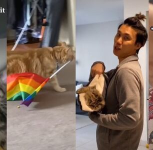 These queer cat videos will brighten your day