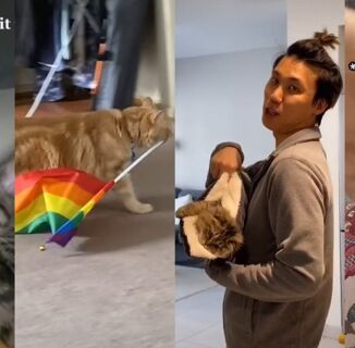 These queer cat videos will brighten your day