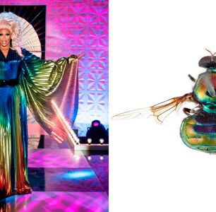 This Gay Entomologist Named a Species of Fly After RuPaul