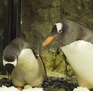 Gay Penguin Couple Sphen and Magic Have a Better Relationship Than Any of Us