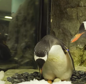 Gay Penguin Couple Sphen and Magic Have a Better Relationship Than Any of Us