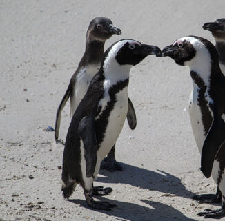 This Gay Couple’s Antarctica Wedding Plans Have Singlehandedly Restored Our Faith in the Universe