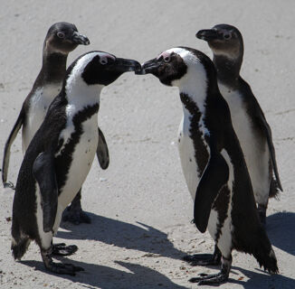 This Gay Couple’s Antarctica Wedding Plans Have Singlehandedly Restored Our Faith in the Universe