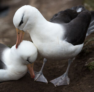 Two Gay Birds Fell in Love on “Frozen Planet” and We Love to See It
