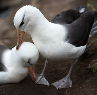Two Gay Birds Fell in Love on “Frozen Planet” and We Love to See It