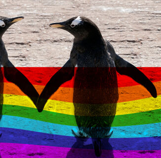 This Children’s Book About Gay Penguins is Fighting a Ban in Florida