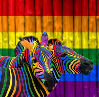 The animal kingdom is even gayer than we thought, says new study