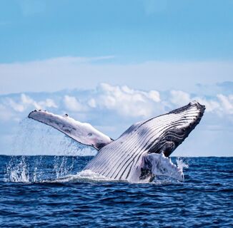 Humpback whales just made the ocean a little gayer