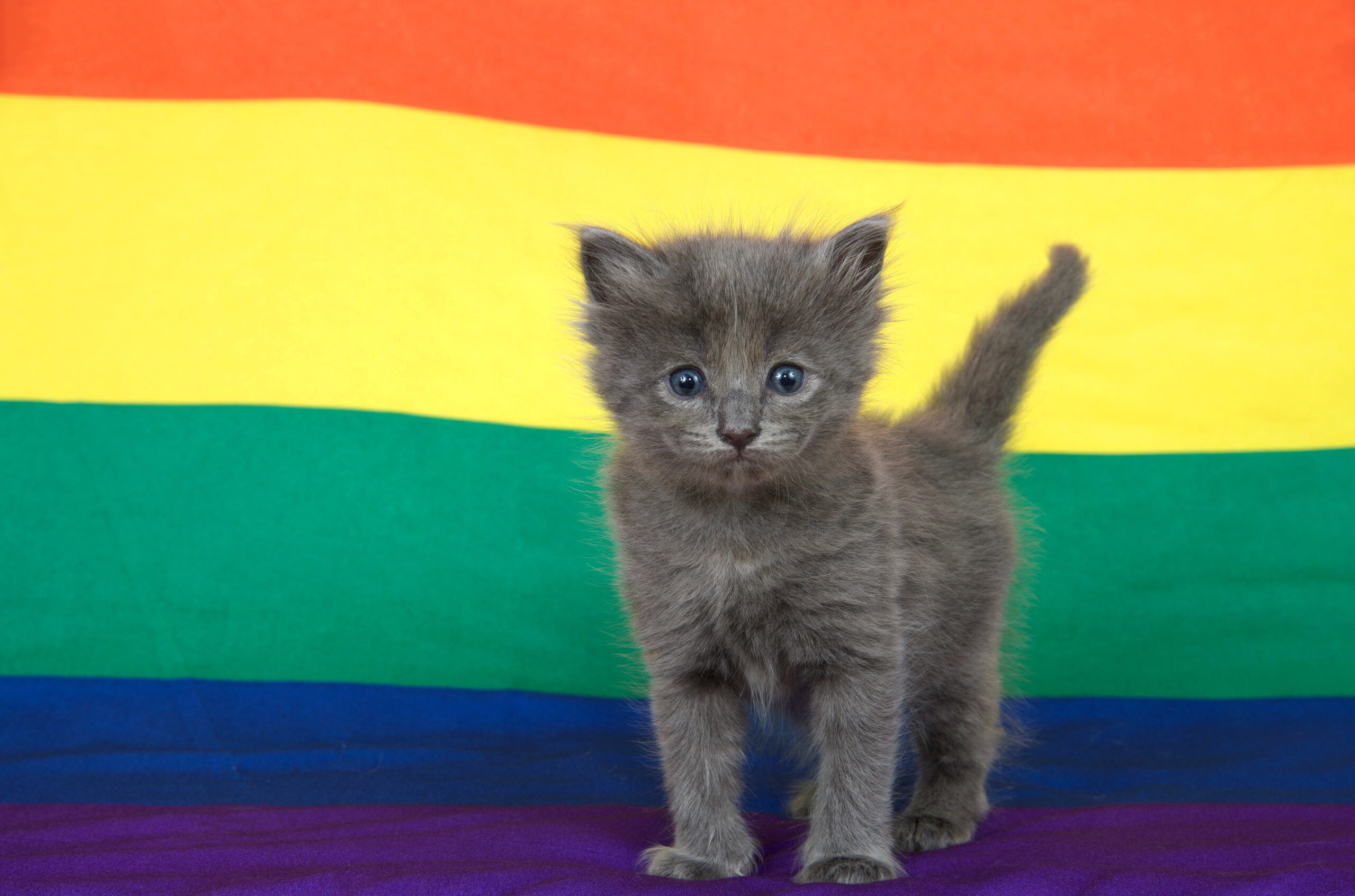 Trans folks are asking: Do pets care if their owners are trans?