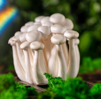Here’s why plants and fungi are nonbinary icons